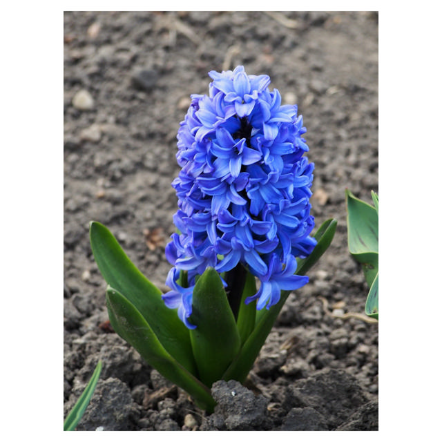 Hyacinth Delft Blue, 9 cm