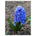Hyacinth Delft Blue