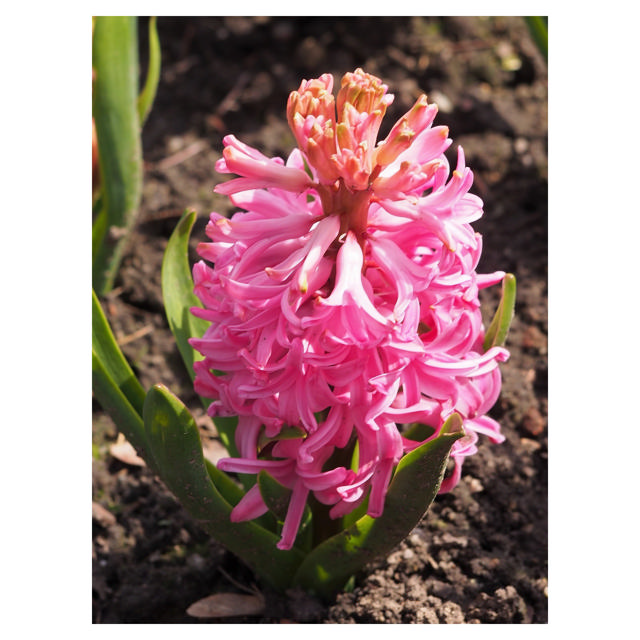 Hyacinth Pink Pearl, 9 cm