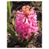 Hyacinth Pink Pearl
