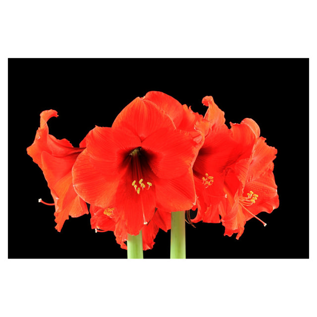Amaryllis Red Lion, 13 cm