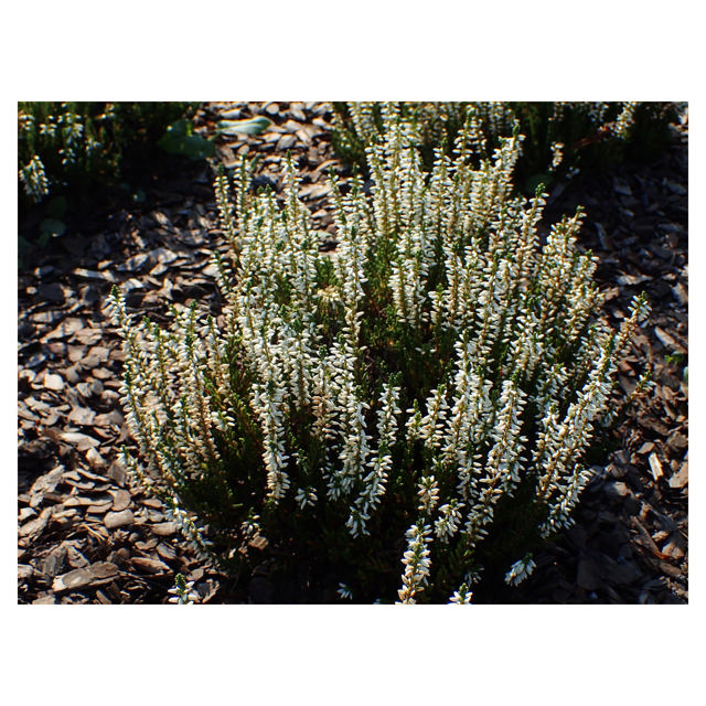 Calluna Garden Girls