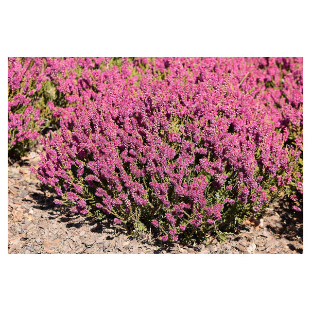 Calluna Garden Girls