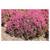 Calluna Garden Girls