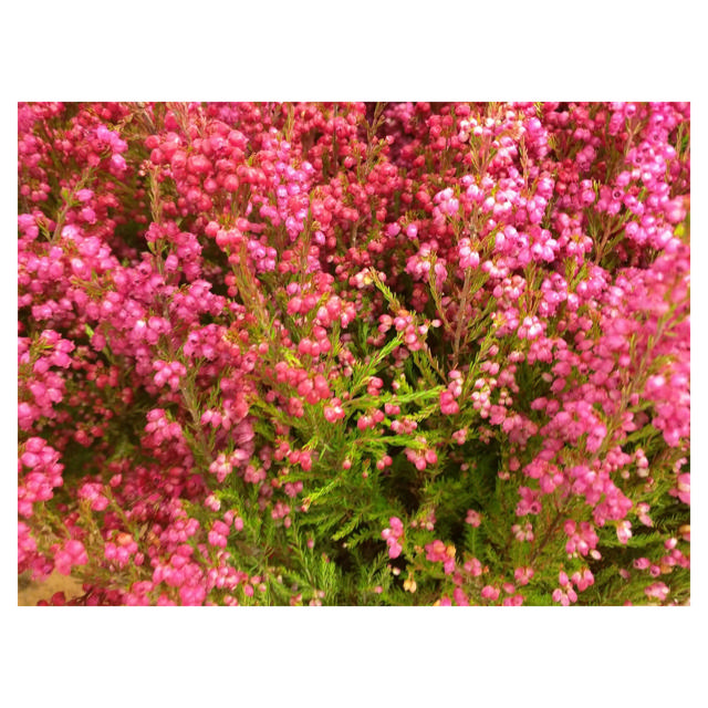Erica gracilis, 11 cm, Pink