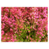 Erica gracilis
