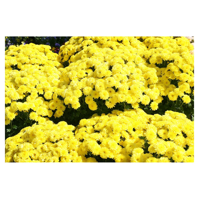 Garden mum, 15 cm, Yellow