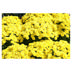 Garden mum