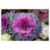 Ornamental cabbage