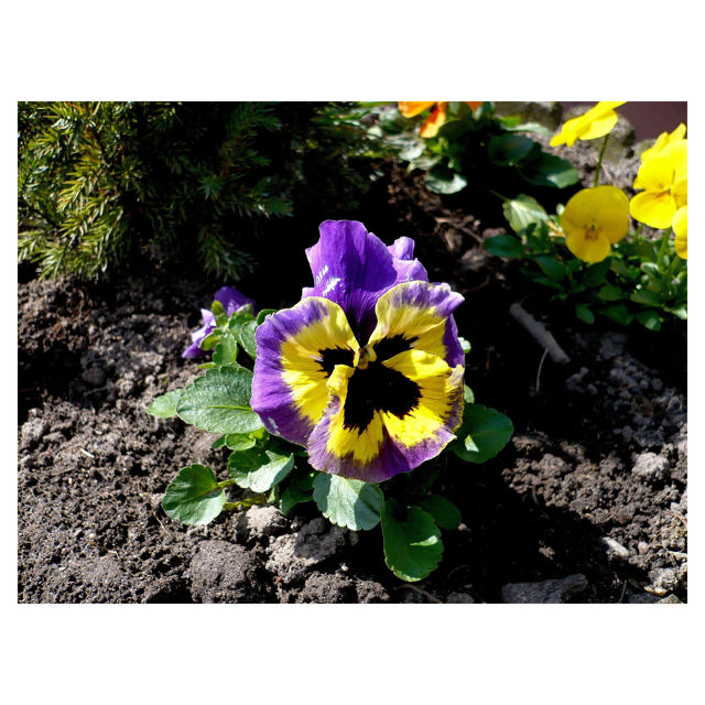 Pansy, 9 cm