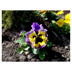 Pansy